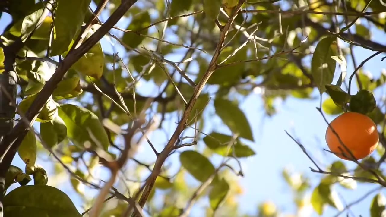 Hanging fruits