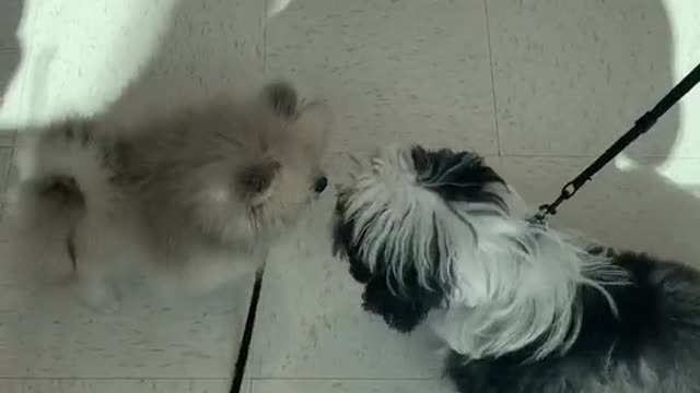 Pomeranian Puppy Met A New Friend