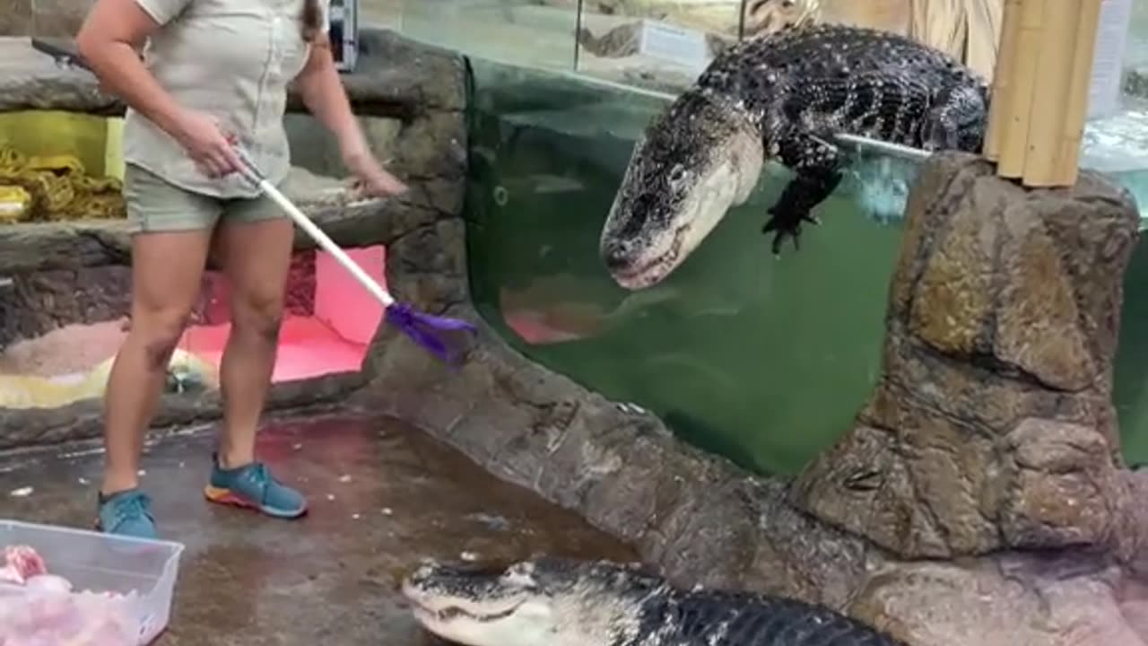 Alligator feeding fail