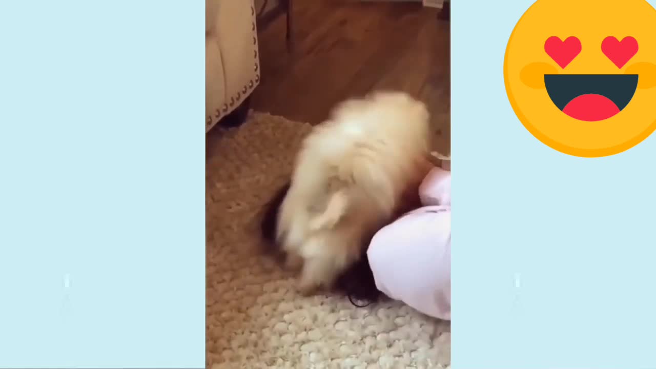 Funny-Angry Dogs-🥰Dogs Video