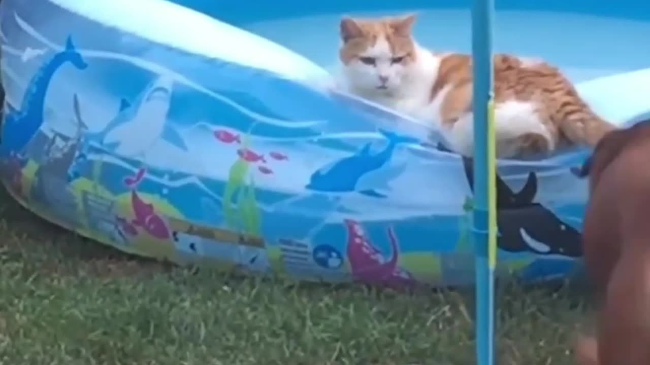 😅Funny And Cute Cats Scared Of Random Things 😹