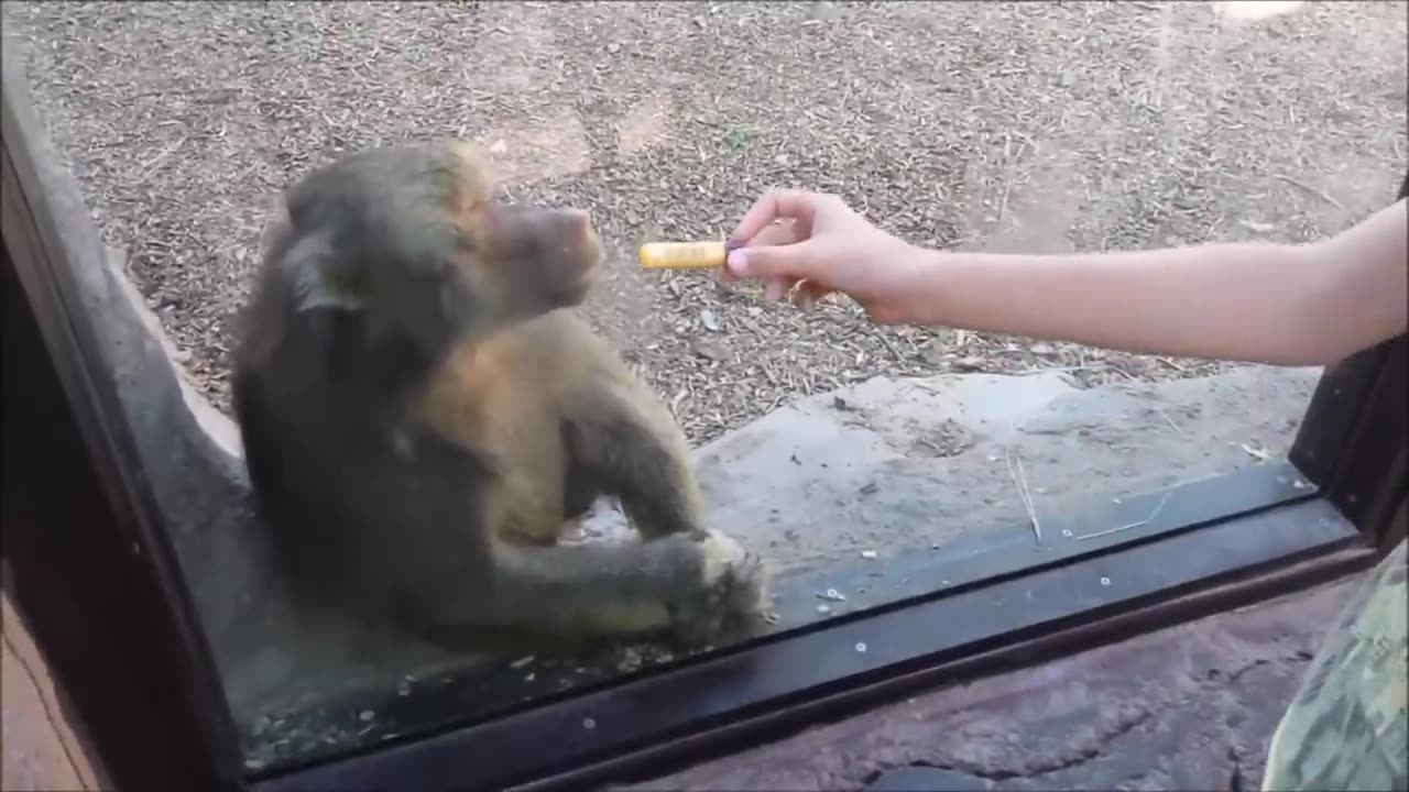 Monkey Magic tricks