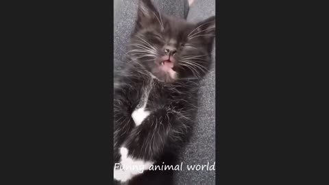 Funny cat video