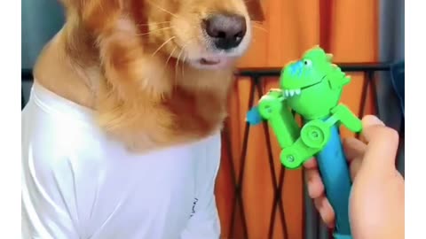 Funny video