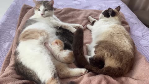 Dad Cat Meets His Baby Kittens for the First Time!