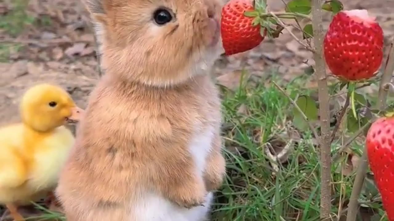 Cute baby rapit eating stobary and enjoying the day