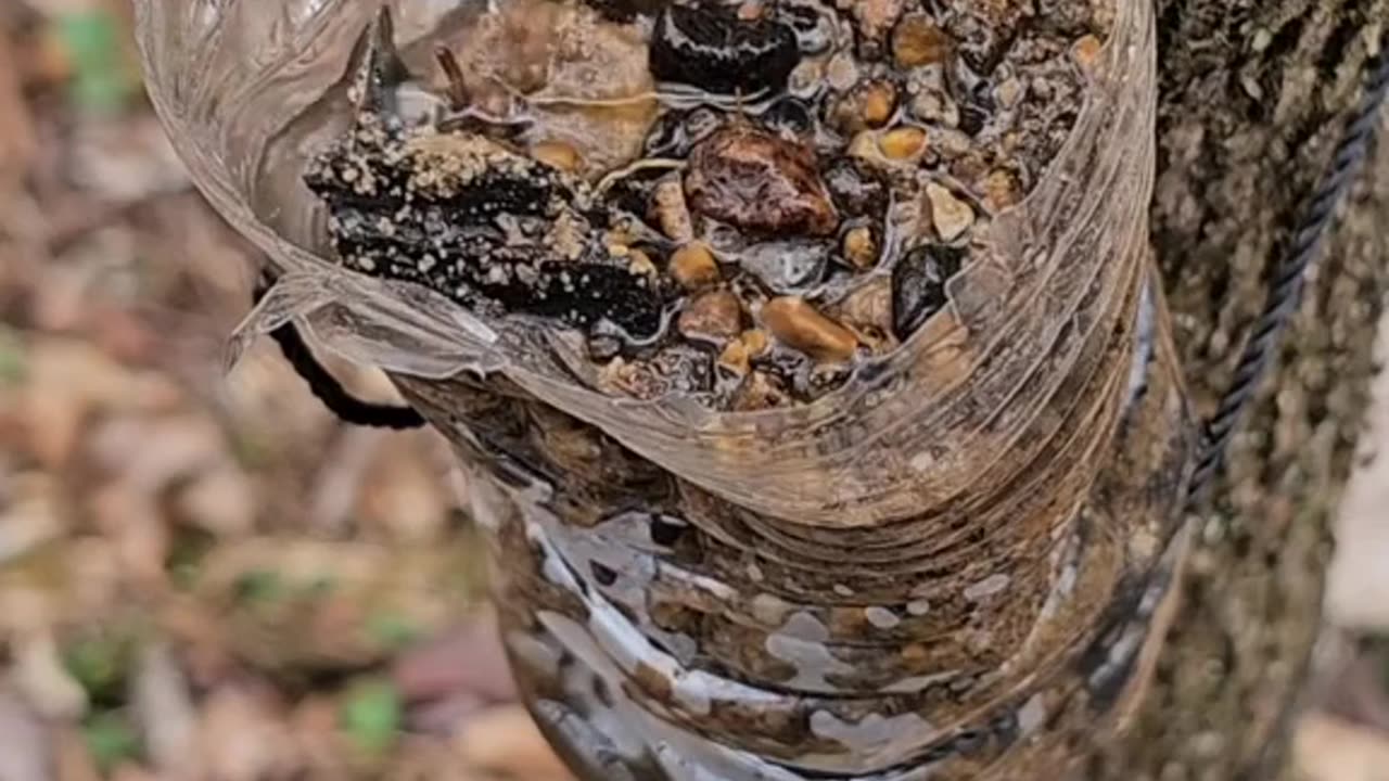 Wilderness Survival ~Making A Survival Water Filter Using Empty Water Bottles And Natural Materials