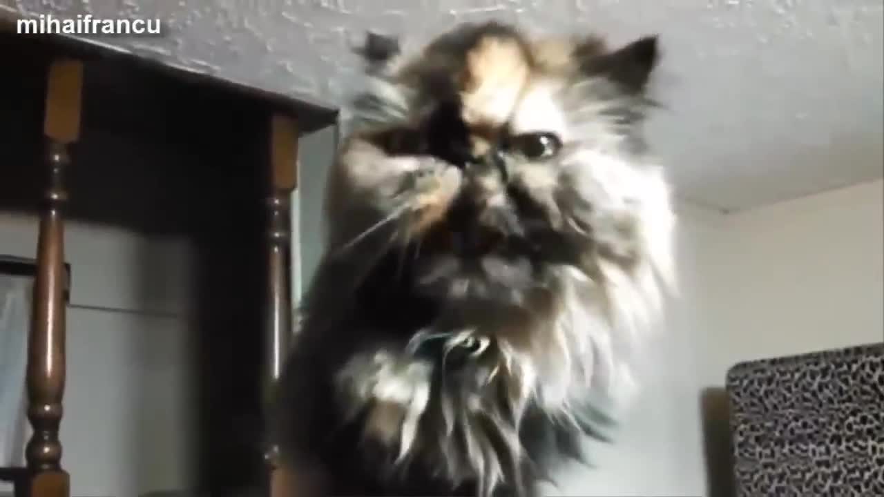 Beautiful cat video