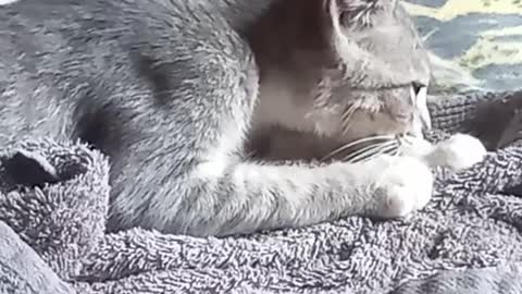 Gato mamando na toalha