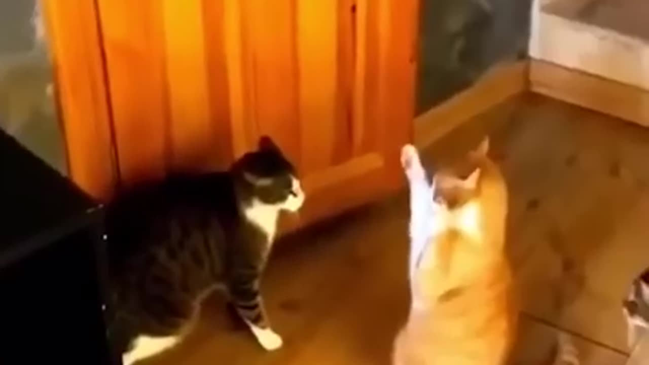 Funny Animals | Cute cats and dogs