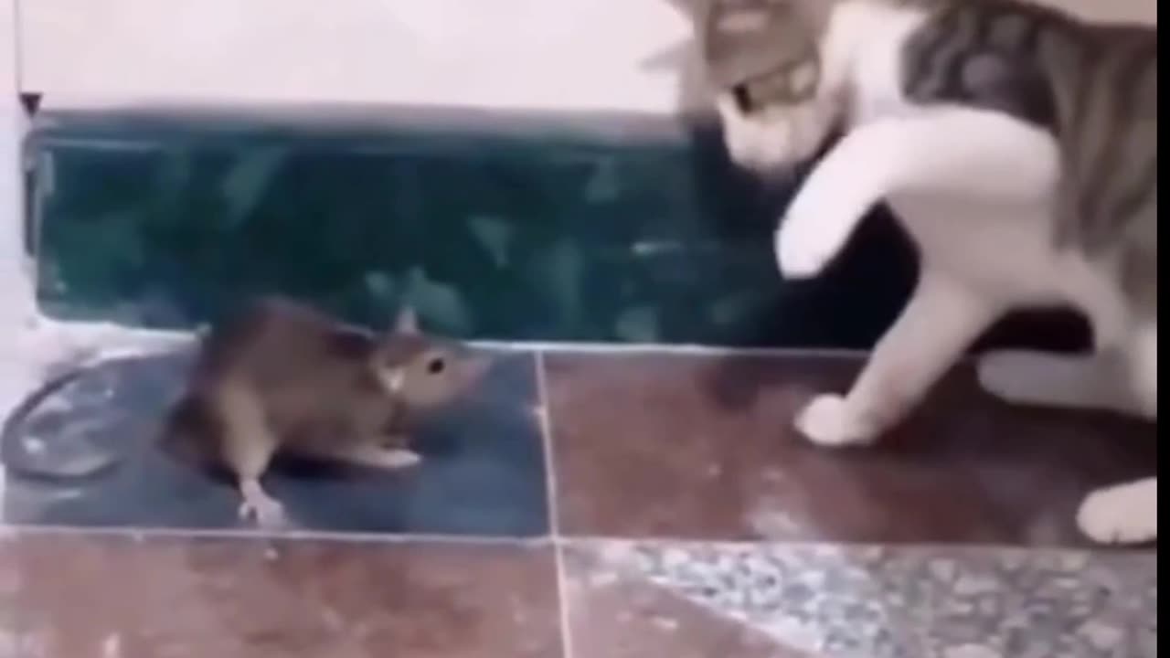 Real Tom and Jerry fight|so funny cat video #Tom Tom and Jerry#short #viral