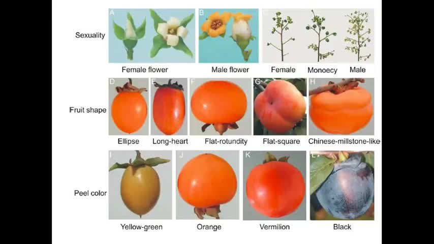Alt-Tech 141 Persimmon Domestication and Genetics