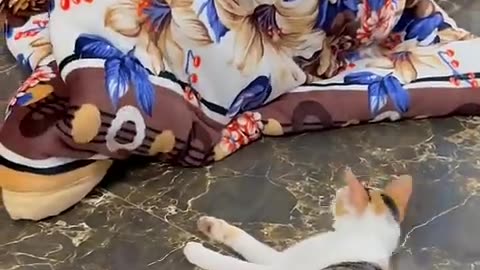 #cat #cute #kitten #pets #meow #videos #shorts #dog #catlover #cats