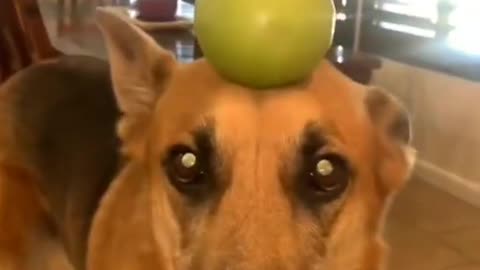 Cut Very Funny Animals # Very Funny cat