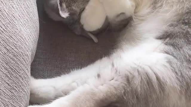 blep AND face hug 😭🥹 heart = COMBUSTED #cat #meow #adorable #aww #catmom #catsoftiktok #catlover