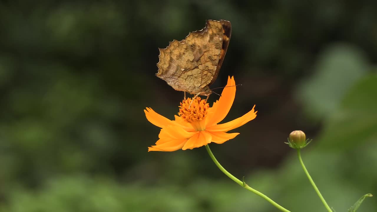 the beautiful nature 1