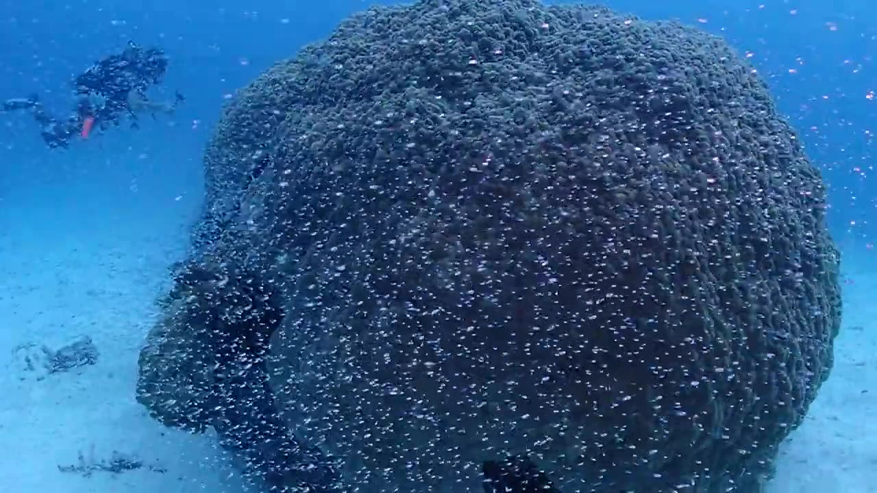 Ilha Ishigaki, what could this be???