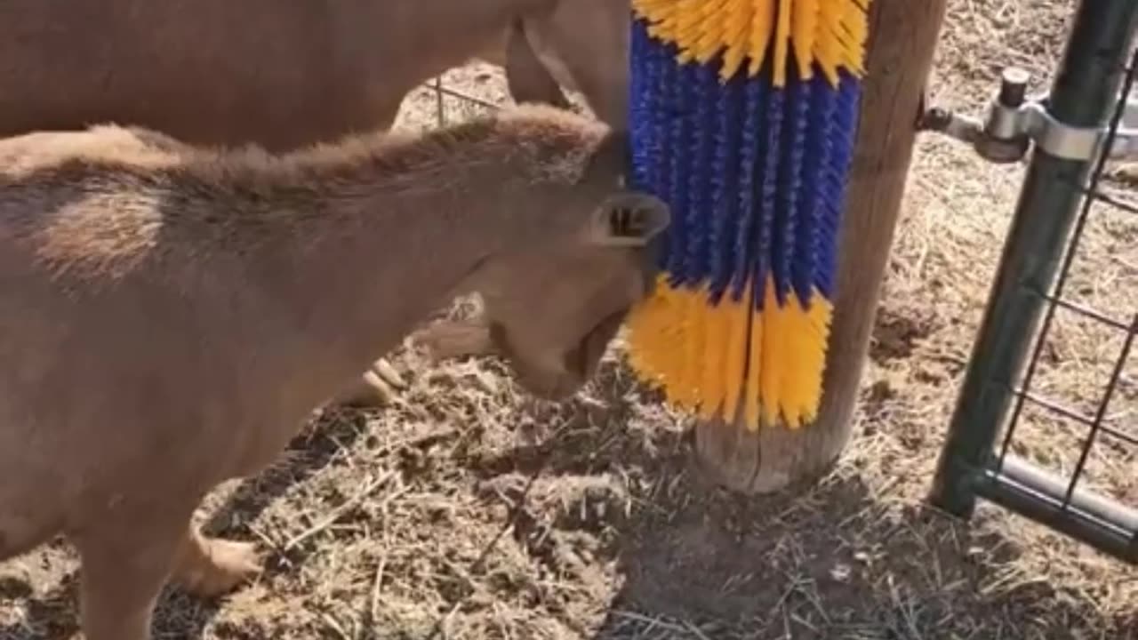 The Livestock Scratch Brush Kit