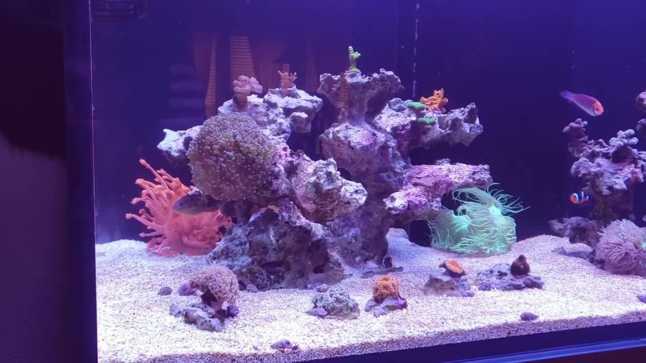 90 Gallon Reef - 1.5 Years