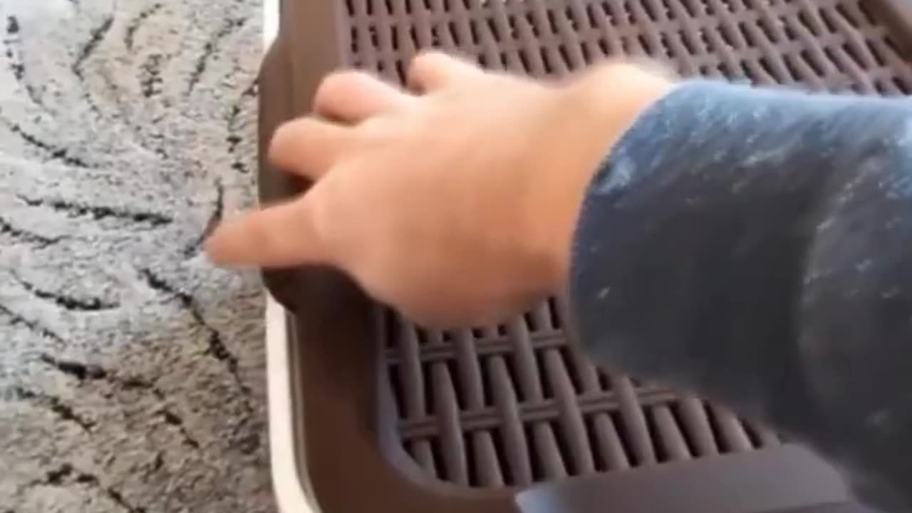 Funny stupid cat