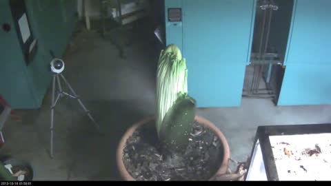 Giant Flower Growing Timelapse