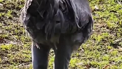 🤣Funny chickens #short wearing trouser😂