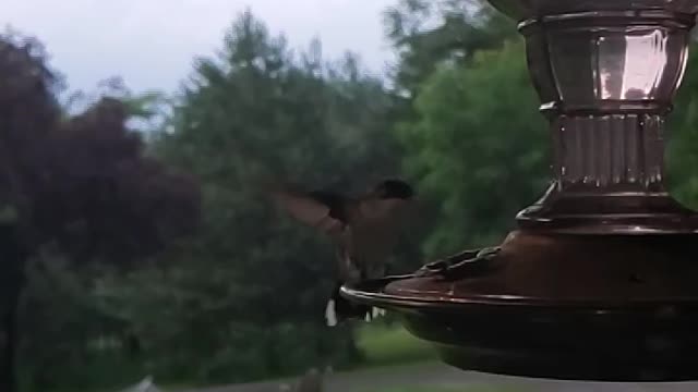 Hummingbird slow motion daily visitor