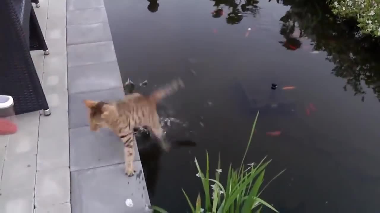 Epic Cats Hate Falling in Water