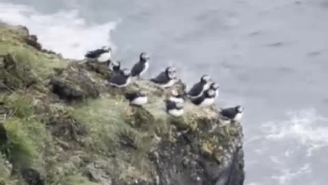 realeasing baby puffins in iceland. This is a big tradition in the westman islands