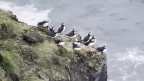 realeasing baby puffins in iceland. This is a big tradition in the westman islands