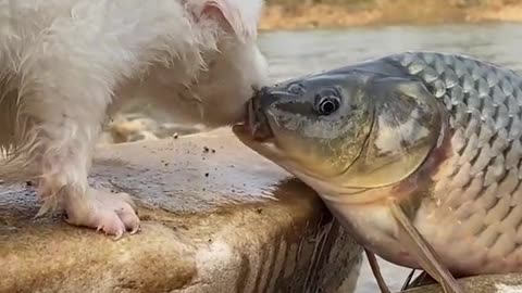 Funny Animals Series 1226