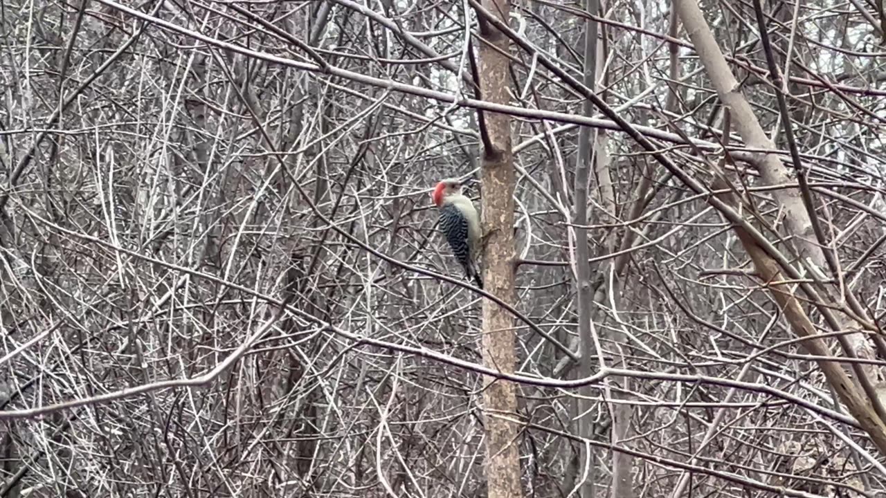 Red bellied woodpecker has such a distinct sound