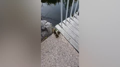 The fox likes to be around people