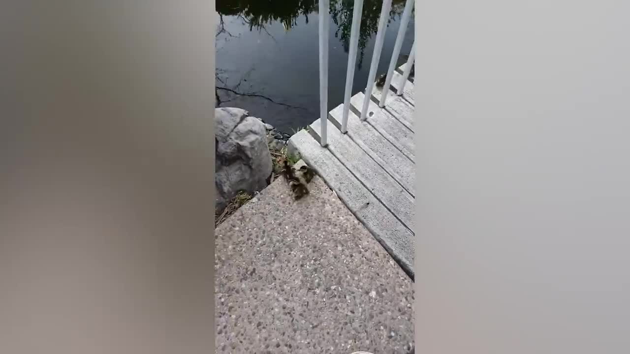 The fox likes to be around people
