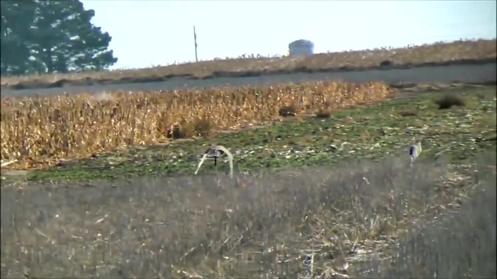 but she flew to and fro enjoying