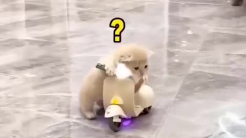 Funny animals video of the day #fyp#memes#dankmemes#