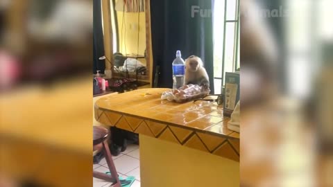 funny animals 2023