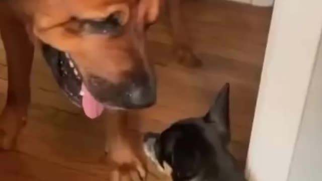 Funny Dogs