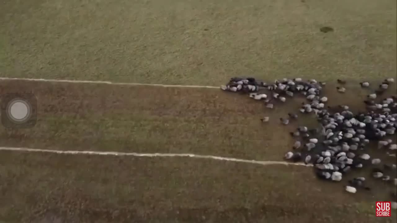 Sheep line up in the shape of vaccine needle