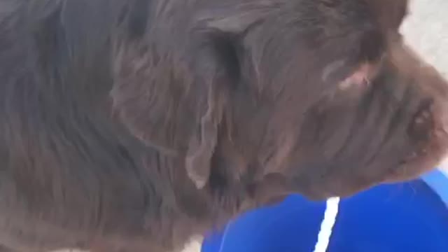 Puppy obsessed with his bucket and won't let go