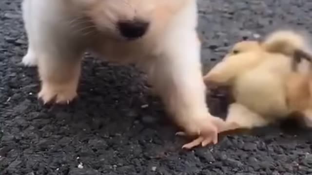 Cute dog