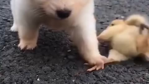 Cute dog