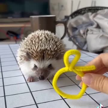 Scarf cuties animals