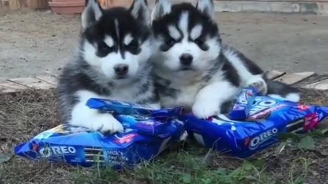 the dogs guarding their food .