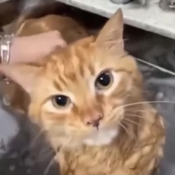 CAT FAILS #shorts #104 #cat #failscompilation #funnyclip #failcompilation #fails #fun #funny #memes