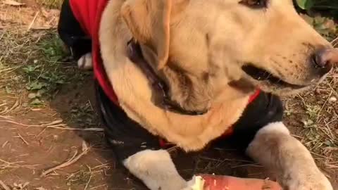 My dog ​​is eating sweet potatoes.