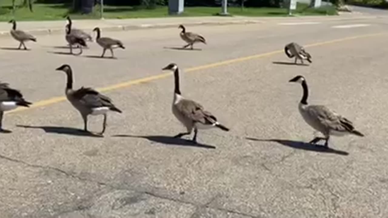 Nature shorts: Beautiful goose catwalk, a rogue at the end picking its paunch