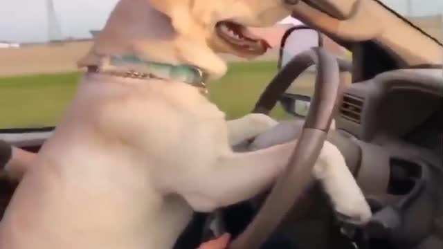 How to drive a dog car