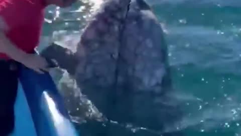 Tourists kiss friendly whale