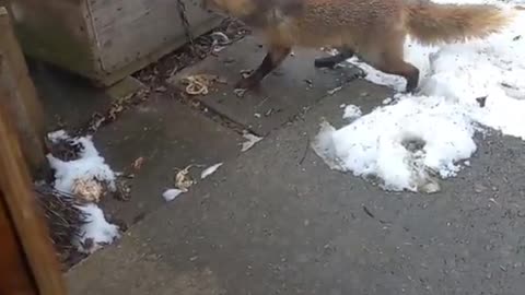 The mad fox attacked the dog.